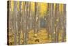 USA, Oregon, Morrow County. Poplar Trees at the Boardman Tree farm.-Brent Bergherm-Stretched Canvas