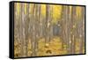 USA, Oregon, Morrow County. Poplar Trees at the Boardman Tree farm.-Brent Bergherm-Framed Stretched Canvas