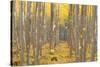 USA, Oregon, Morrow County. Poplar Trees at the Boardman Tree farm.-Brent Bergherm-Stretched Canvas