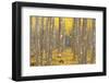 USA, Oregon, Morrow County. Poplar Trees at the Boardman Tree farm.-Brent Bergherm-Framed Photographic Print