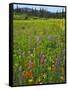 USA, Oregon, Mount Hood NF. Wildflowers in Summit Meadow-Steve Terrill-Framed Stretched Canvas