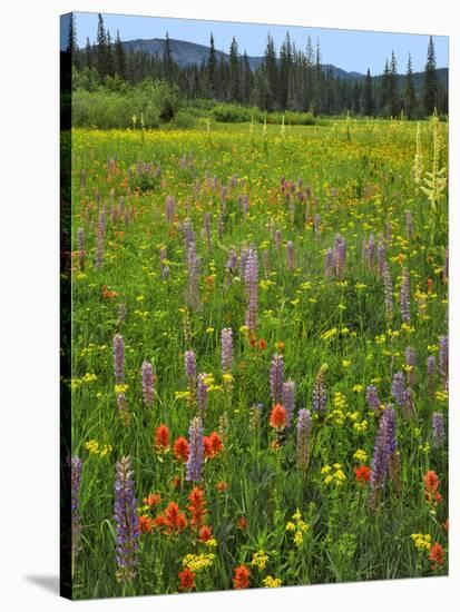 USA, Oregon, Mount Hood NF. Wildflowers in Summit Meadow-Steve Terrill-Stretched Canvas