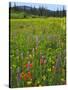 USA, Oregon, Mount Hood NF. Wildflowers in Summit Meadow-Steve Terrill-Stretched Canvas