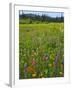 USA, Oregon, Mount Hood NF. Wildflowers in Summit Meadow-Steve Terrill-Framed Photographic Print