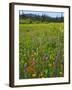 USA, Oregon, Mount Hood NF. Wildflowers in Summit Meadow-Steve Terrill-Framed Photographic Print