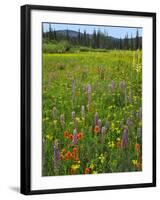 USA, Oregon, Mount Hood NF. Wildflowers in Summit Meadow-Steve Terrill-Framed Photographic Print