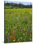 USA, Oregon, Mount Hood NF. Wildflowers in Summit Meadow-Steve Terrill-Stretched Canvas