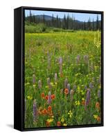USA, Oregon, Mount Hood NF. Wildflowers in Summit Meadow-Steve Terrill-Framed Stretched Canvas