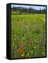 USA, Oregon, Mount Hood NF. Wildflowers in Summit Meadow-Steve Terrill-Framed Stretched Canvas