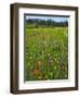 USA, Oregon, Mount Hood NF. Wildflowers in Summit Meadow-Steve Terrill-Framed Photographic Print