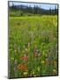 USA, Oregon, Mount Hood NF. Wildflowers in Summit Meadow-Steve Terrill-Mounted Photographic Print