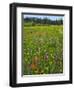 USA, Oregon, Mount Hood NF. Wildflowers in Summit Meadow-Steve Terrill-Framed Premium Photographic Print