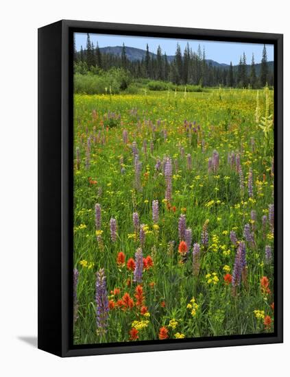 USA, Oregon, Mount Hood NF. Wildflowers in Summit Meadow-Steve Terrill-Framed Stretched Canvas