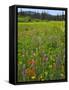 USA, Oregon, Mount Hood NF. Wildflowers in Summit Meadow-Steve Terrill-Framed Stretched Canvas