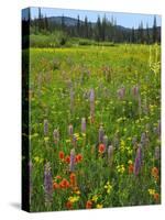 USA, Oregon, Mount Hood NF. Wildflowers in Summit Meadow-Steve Terrill-Stretched Canvas