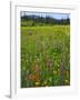 USA, Oregon, Mount Hood NF. Wildflowers in Summit Meadow-Steve Terrill-Framed Photographic Print