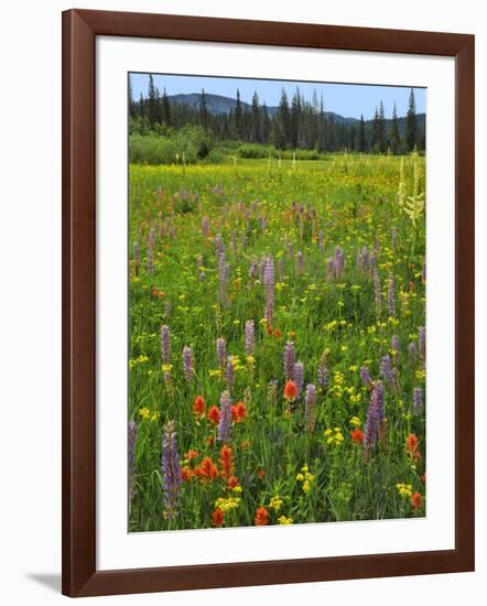 USA, Oregon, Mount Hood NF. Wildflowers in Summit Meadow-Steve Terrill-Framed Photographic Print