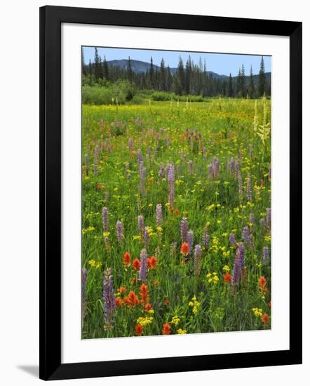 USA, Oregon, Mount Hood NF. Wildflowers in Summit Meadow-Steve Terrill-Framed Photographic Print