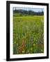 USA, Oregon, Mount Hood NF. Wildflowers in Summit Meadow-Steve Terrill-Framed Photographic Print