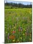 USA, Oregon, Mount Hood NF. Wildflowers in Summit Meadow-Steve Terrill-Mounted Photographic Print