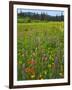 USA, Oregon, Mount Hood NF. Wildflowers in Summit Meadow-Steve Terrill-Framed Photographic Print