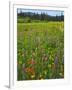 USA, Oregon, Mount Hood NF. Wildflowers in Summit Meadow-Steve Terrill-Framed Photographic Print