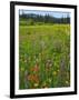 USA, Oregon, Mount Hood NF. Wildflowers in Summit Meadow-Steve Terrill-Framed Photographic Print