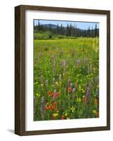 USA, Oregon, Mount Hood NF. Wildflowers in Summit Meadow-Steve Terrill-Framed Photographic Print