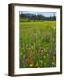 USA, Oregon, Mount Hood NF. Wildflowers in Summit Meadow-Steve Terrill-Framed Photographic Print