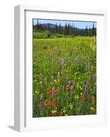 USA, Oregon, Mount Hood NF. Wildflowers in Summit Meadow-Steve Terrill-Framed Photographic Print