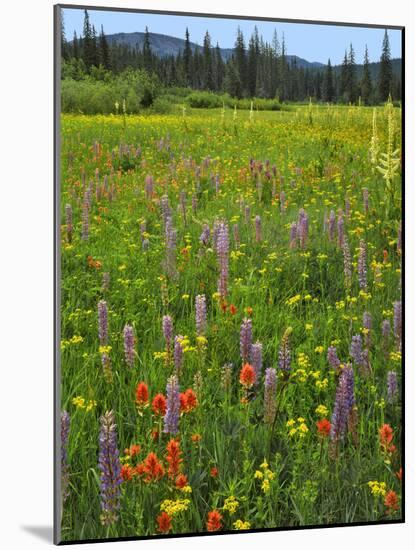 USA, Oregon, Mount Hood NF. Wildflowers in Summit Meadow-Steve Terrill-Mounted Photographic Print