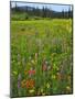 USA, Oregon, Mount Hood NF. Wildflowers in Summit Meadow-Steve Terrill-Mounted Photographic Print