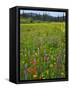 USA, Oregon, Mount Hood NF. Wildflowers in Summit Meadow-Steve Terrill-Framed Stretched Canvas