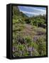 USA, Oregon, Mount Hood Wilderness. Lupine in Elk Cove-Steve Terrill-Framed Stretched Canvas