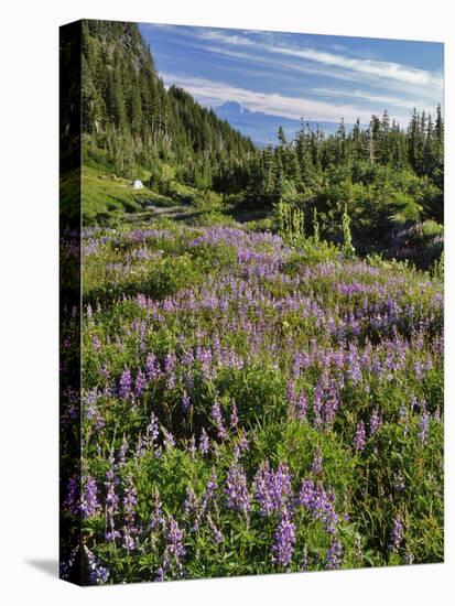 USA, Oregon, Mount Hood Wilderness. Lupine in Elk Cove-Steve Terrill-Stretched Canvas