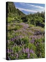 USA, Oregon, Mount Hood Wilderness. Lupine in Elk Cove-Steve Terrill-Stretched Canvas