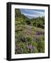 USA, Oregon, Mount Hood Wilderness. Lupine in Elk Cove-Steve Terrill-Framed Photographic Print