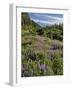 USA, Oregon, Mount Hood Wilderness. Lupine in Elk Cove-Steve Terrill-Framed Photographic Print