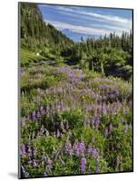 USA, Oregon, Mount Hood Wilderness. Lupine in Elk Cove-Steve Terrill-Mounted Photographic Print