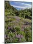 USA, Oregon, Mount Hood Wilderness. Lupine in Elk Cove-Steve Terrill-Mounted Photographic Print