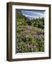 USA, Oregon, Mount Hood Wilderness. Lupine in Elk Cove-Steve Terrill-Framed Photographic Print