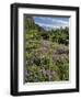 USA, Oregon, Mount Hood Wilderness. Lupine in Elk Cove-Steve Terrill-Framed Photographic Print