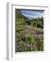 USA, Oregon, Mount Hood Wilderness. Lupine in Elk Cove-Steve Terrill-Framed Photographic Print