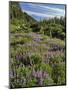 USA, Oregon, Mount Hood Wilderness. Lupine in Elk Cove-Steve Terrill-Mounted Photographic Print