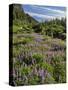 USA, Oregon, Mount Hood Wilderness. Lupine in Elk Cove-Steve Terrill-Stretched Canvas