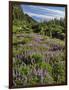 USA, Oregon, Mount Hood Wilderness. Lupine in Elk Cove-Steve Terrill-Framed Photographic Print