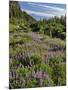 USA, Oregon, Mount Hood Wilderness. Lupine in Elk Cove-Steve Terrill-Mounted Photographic Print