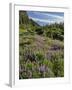 USA, Oregon, Mount Hood Wilderness. Lupine in Elk Cove-Steve Terrill-Framed Photographic Print