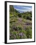 USA, Oregon, Mount Hood Wilderness. Lupine in Elk Cove-Steve Terrill-Framed Photographic Print