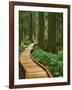 USA, Oregon, Mt. Hood National Forest. Boardwalk in forest.-Jaynes Gallery-Framed Photographic Print